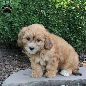 Bobby, Havapoo Puppy