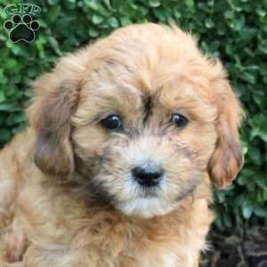 Bobby, Havapoo Puppy