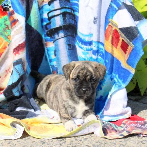 Bobcat, Jug Puppy