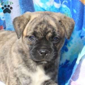 Bobcat, Jug Puppy