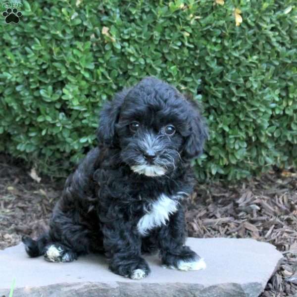 Bonnie, Havapoo Puppy