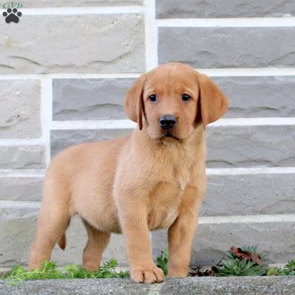 Bonnie, Fox Red Labrador Retriever Puppy