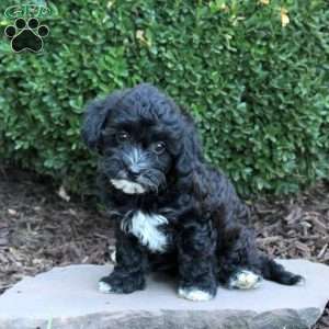 Bonnie, Havapoo Puppy
