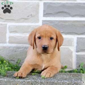 Bonnie, Fox Red Labrador Retriever Puppy