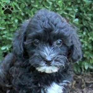 Bonnie, Havapoo Puppy
