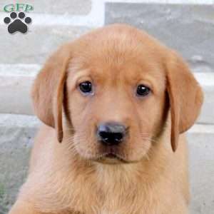 Bonnie, Fox Red Labrador Retriever Puppy