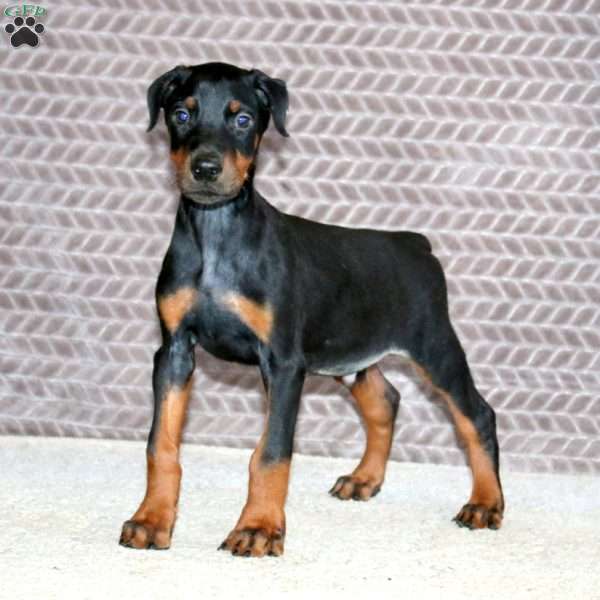Boomer, Doberman Pinscher Puppy