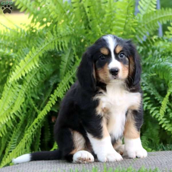 Boomer, Miniature Bernese Mountain Dog Puppy