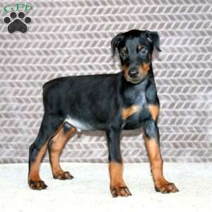Boomer, Doberman Pinscher Puppy