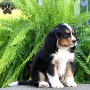 Boomer, Miniature Bernese Mountain Dog Puppy