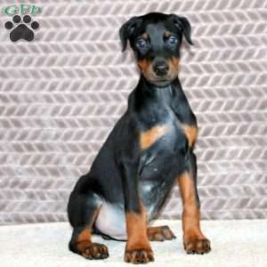 Boomer, Doberman Pinscher Puppy