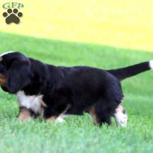 Boomer, Miniature Bernese Mountain Dog Puppy