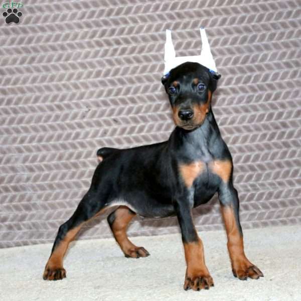 Boss, Doberman Pinscher Puppy