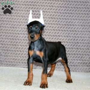 Boss, Doberman Pinscher Puppy