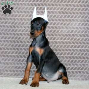 Boss, Doberman Pinscher Puppy