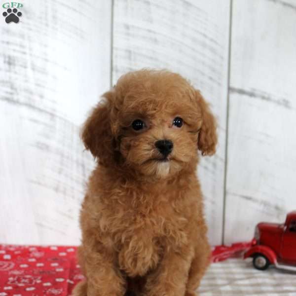 Bouncer, Toy Poodle Puppy