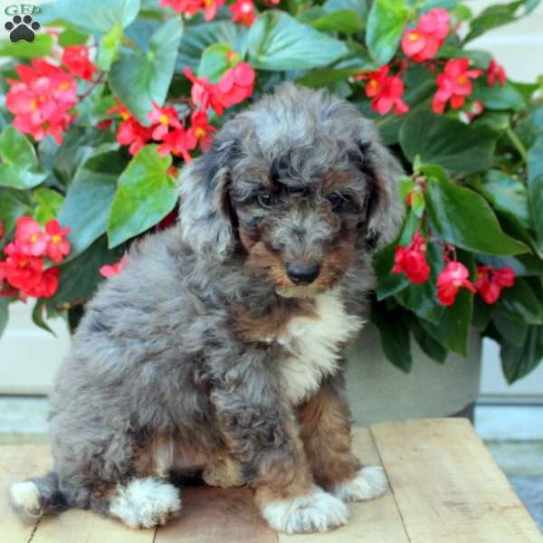 Bowen, Mini Bernedoodle Puppy