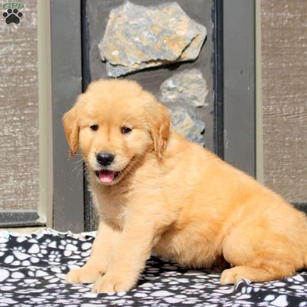 Bowen, Golden Retriever Puppy