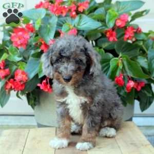 Bowen, Mini Bernedoodle Puppy