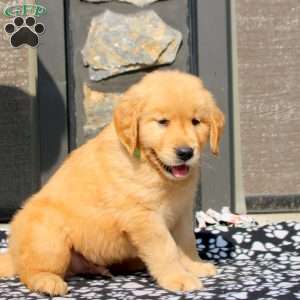 Bowen, Golden Retriever Puppy