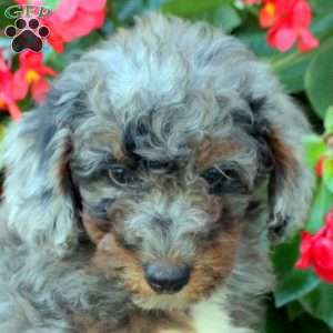 Bowen, Mini Bernedoodle Puppy
