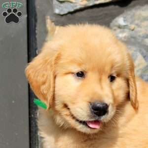 Bowen, Golden Retriever Puppy