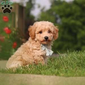Brady, Bich-Poo Puppy