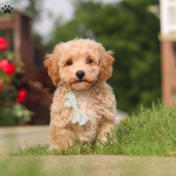Brady, Bich-Poo Puppy