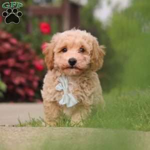 Brady, Bich-Poo Puppy