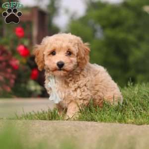 Brady, Bich-Poo Puppy