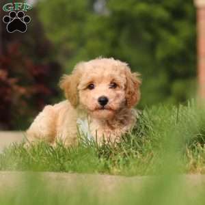 Brady, Bich-Poo Puppy