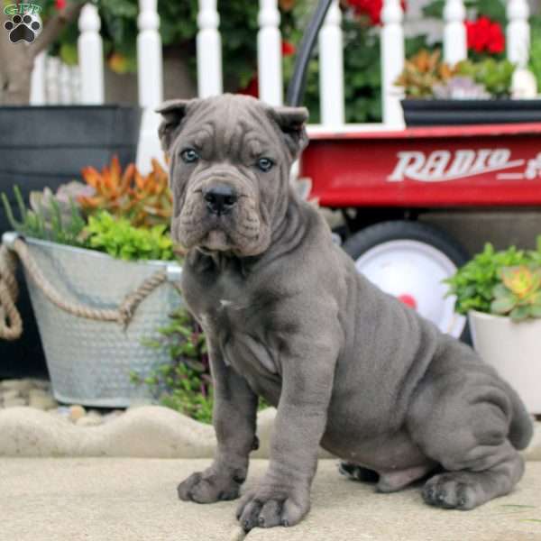 Brandon, Cane Corso Puppy