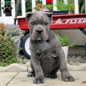 Brandon, Cane Corso Puppy