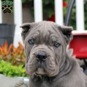 Brandon, Cane Corso Puppy