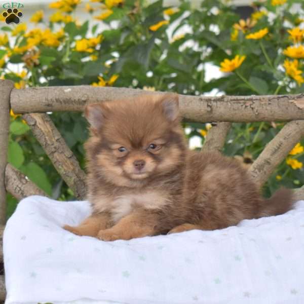 Brandy, Pomeranian Puppy