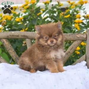 Brandy, Pomeranian Puppy