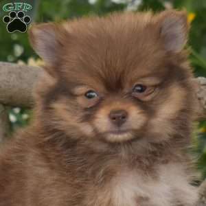 Brandy, Pomeranian Puppy