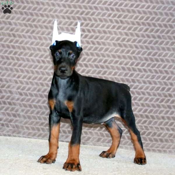 Brayde, Doberman Pinscher Puppy
