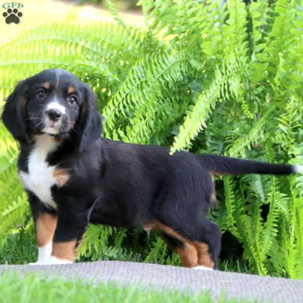 Brayde, Miniature Bernese Mountain Dog Puppy