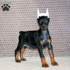 Brayde, Doberman Pinscher Puppy