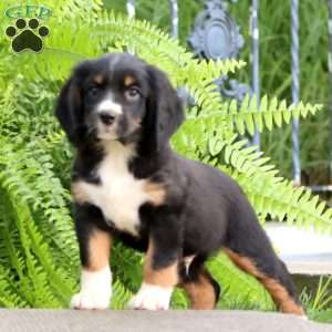 Brayde, Miniature Bernese Mountain Dog Puppy