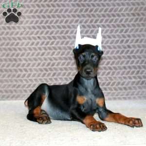 Brayde, Doberman Pinscher Puppy