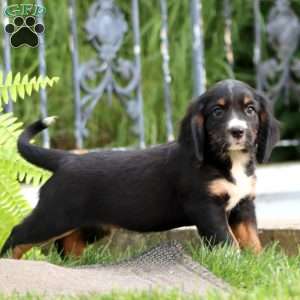 Brayde, Miniature Bernese Mountain Dog Puppy