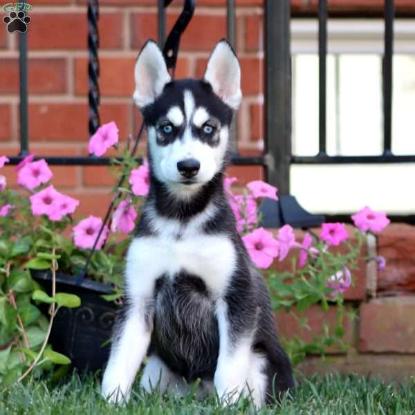 Brenda, Siberian Husky Puppy