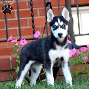Brenda, Siberian Husky Puppy