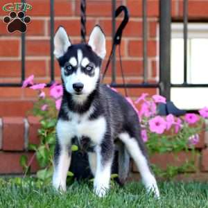 Brenda, Siberian Husky Puppy