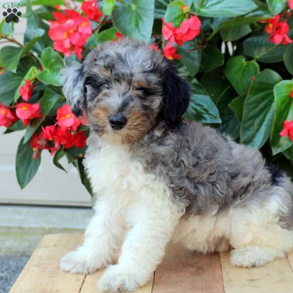 Bri, Mini Bernedoodle Puppy