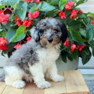 Bri, Mini Bernedoodle Puppy