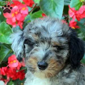 Bri, Mini Bernedoodle Puppy