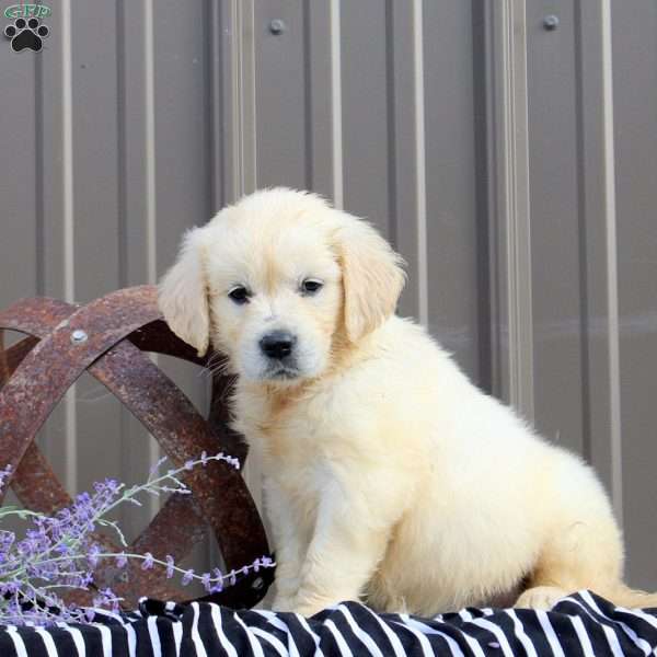 Brianna, English Cream Golden Retriever Puppy